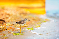 Sandpiper