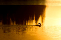 Evening Swim