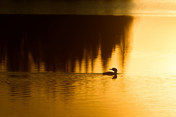 Evening Swim