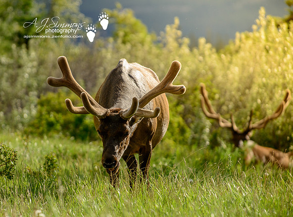 Elk in Velvet