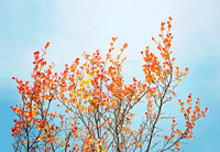 Autumn Hues