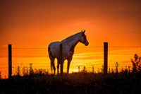 Mustang Sundown